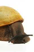 Archachatina marginata candefacta Cameroon adult